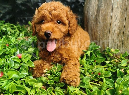 Toy Poodle Yavrular  görsel