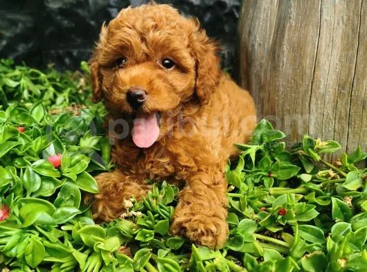 Toy Poodle Yavrular 