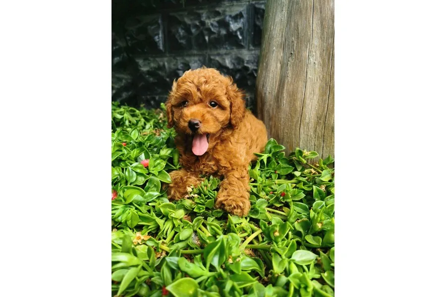 Toy Poodle yavrular 