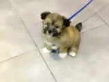 Moltipo disi yavru