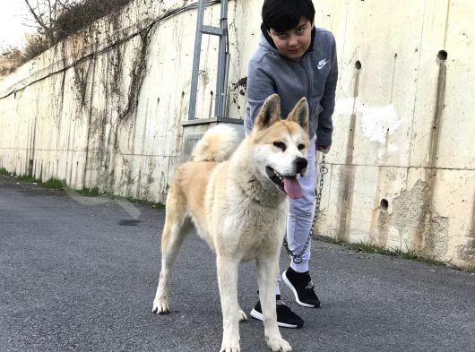 Hachiko Akita Cinsi 2 Yaşında Erkek  görsel