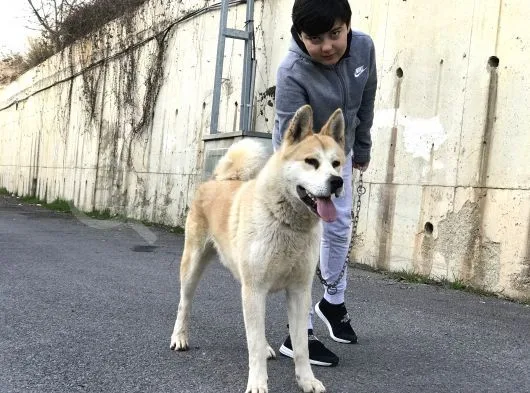 Hachiko Akita Cinsi 2 Yaşında Erkek 