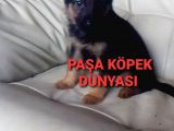Bursadan  Alman Çoban Köpeği̇ Yavrular
