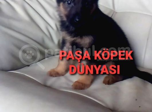 Bursadan  Alman Çoban Köpeği̇ Yavrular görsel