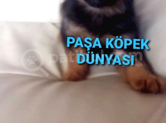 Bursadan  Alman Çoban Köpeği̇ Yavrular görsel