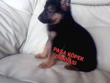 Bursadan  Alman Çoban Köpeği̇ Yavrular