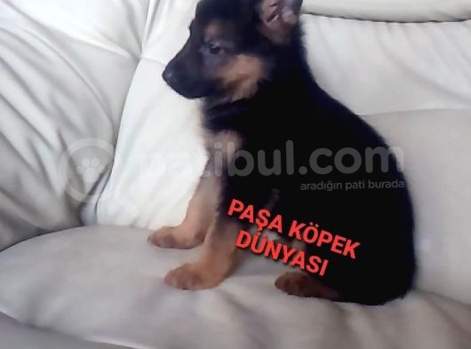 Bursadan  Alman Çoban Köpeği̇ Yavrular görsel