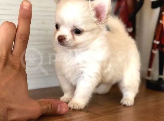 Irkının En Özel En Ufak Boyutu Chihuahua Yavrular