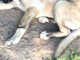 Kangal yavruları isimlerini henüz koymamıştım 