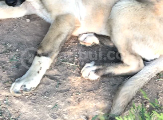 Kangal Yavruları Isimlerini Henüz Koymamıştım 