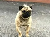 Pug cinsi köpek pablo 3 4 yaşlarında nefes darlığı var pablo diye çağırıldığında hemen gider 