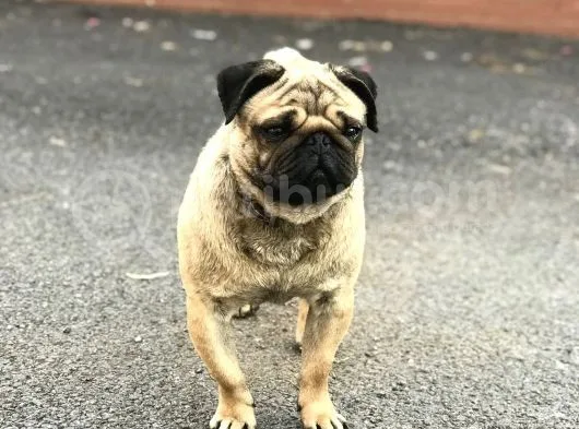 Pug Cinsi Köpek Pablo 3 4 Yaşlarında Nefes Darlığı Var Pablo Diye Çağırıldığında Hemen Gider 