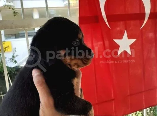 Harika Anatomide Rottweiler Yavrularimiz