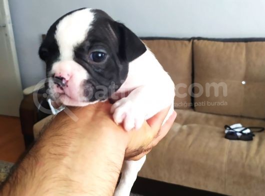 Fransız Buldog Yavrularımız görsel