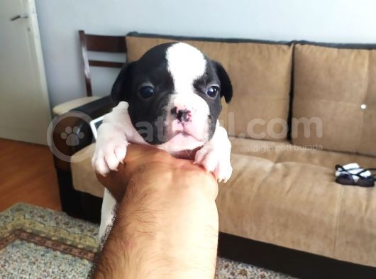 Fransız Buldog Yavrularımız görsel