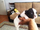 Fransız Buldog Yavrularımız