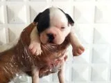 Fransız buldog yavrularımız