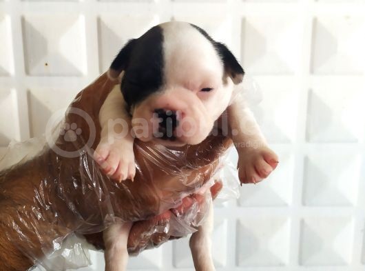 Fransız Buldog Yavrularımız görsel