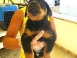 Harika Anatomide Rottweiler Yavrularimiz