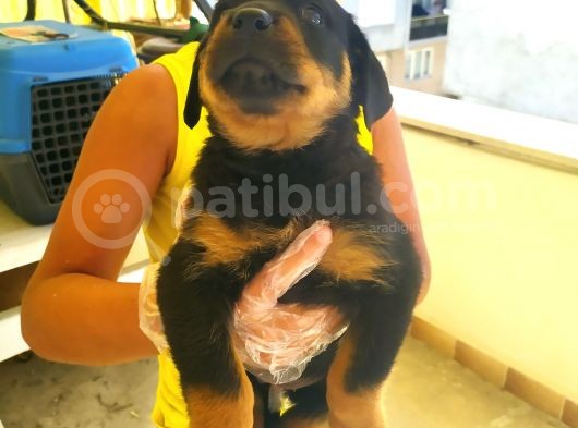Harika Anatomide Rottweiler Yavrularimiz görsel