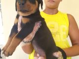 Harika Anatomide Rottweiler Yavrularimiz