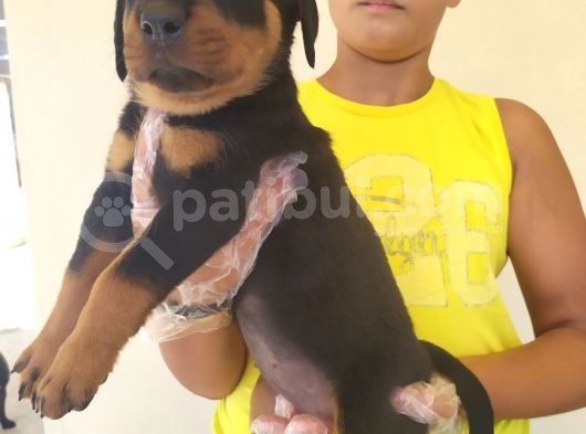 Harika Anatomide Rottweiler Yavrularimiz görsel
