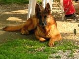 BURSADAN  ALMAN ÇOBAN KÖPEĞİ YAVRULAR