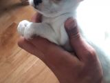 Irkının En Özel En Ufak Boyutu Chihuahua Yavrular