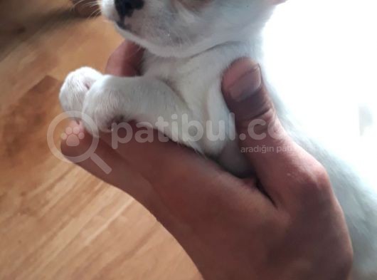 Irkının En Özel En Ufak Boyutu Chihuahua Yavrular görsel