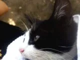 Dişi Kedime Ömürlük Yuva
