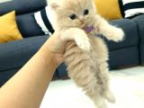 Show Kalite Erkek Chinchilla