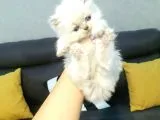 Show Kalite Erkek Chinchilla