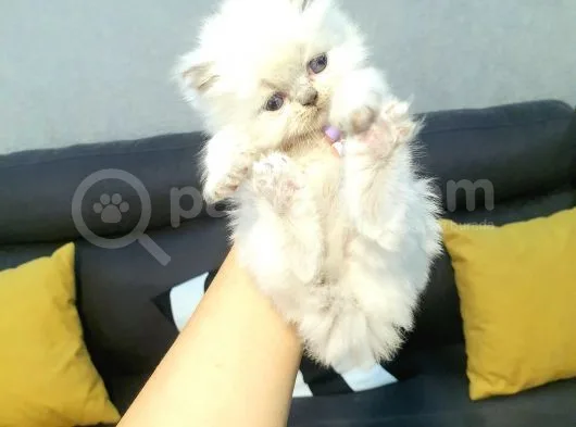 Show Kalite Erkek Chinchilla