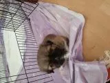 Minik Pekinez