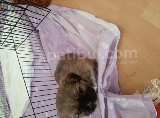 Minik Pekinez görsel