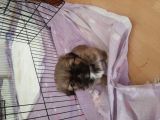 Minik Pekinez