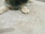 Minik Pekinez
