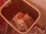 Pomerian Spitz Bebeklerimiz Rezerveye Açıldı