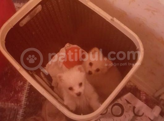 Pomerian Spitz Bebeklerimiz Rezerveye Açıldı görsel