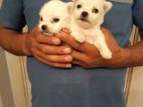 Pomerian Spitz Bebeklerimiz Rezerveye Açıldı