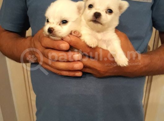 Pomerian Spitz Bebeklerimiz Rezerveye Açıldı görsel