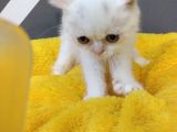British Shorthair Dişi Ve Erkek Yavrularımız