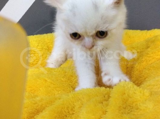 British Shorthair Dişi Ve Erkek Yavrularımız görsel