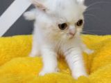 British Shorthair Dişi Ve Erkek Yavrularımız