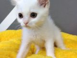 British Shorthair Dişi Ve Erkek Yavrularımız