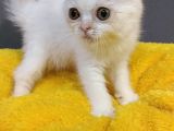 British Shorthair Dişi Ve Erkek Yavrularımız