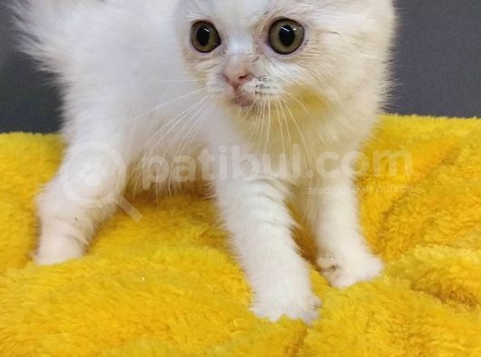 British Shorthair Dişi Ve Erkek Yavrularımız görsel