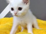 British Shorthair Dişi Ve Erkek Yavrularımız