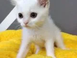 British Shorthair Dişi ve Erkek Yavrularımız