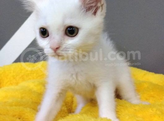 British Shorthair Dişi Ve Erkek Yavrularımız görsel